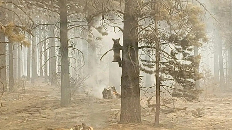 Bear cub in tree, 2021 Bootleg fire, Southern Oregon, USA